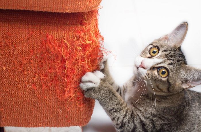 A DIY cat scratcher project. The image showcases a person crafting a cat scratcher using various materials. 