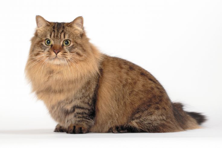 Image of a Minuet cat, also known as a Napoleon cat, a breed recognized for its short legs and sweet expression, sitting gracefully and showcasing its charming and distinctive features.