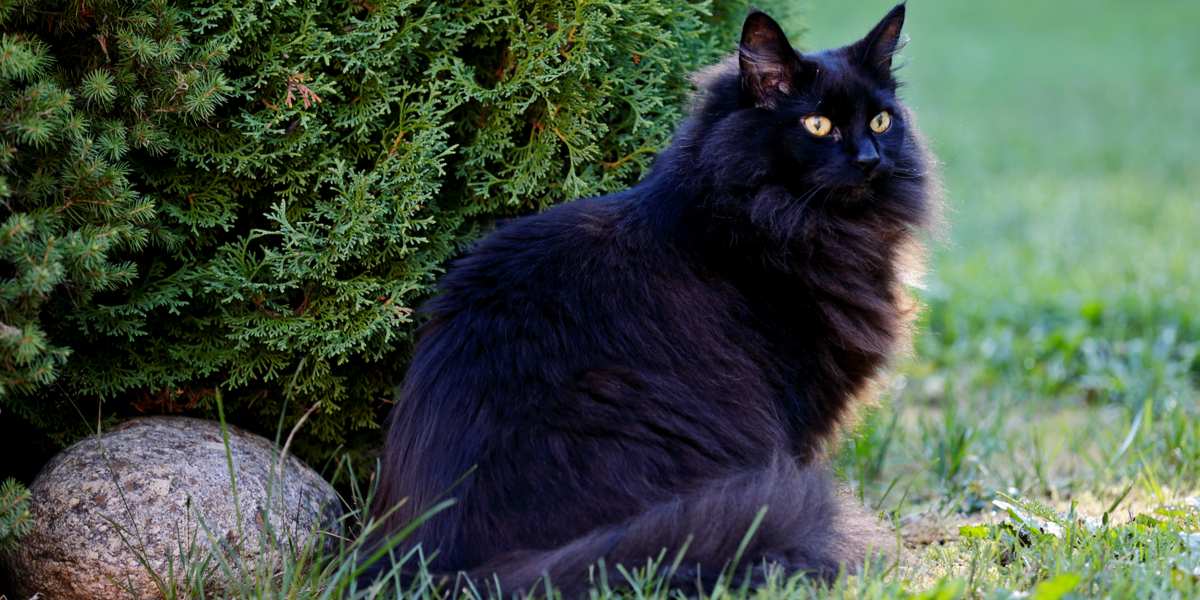 Enchanting black Norwegian Forest cat with its luxurious coat and captivating gaze, embodying the breed's rugged and majestic appearance, as well as its playful and friendly personality.