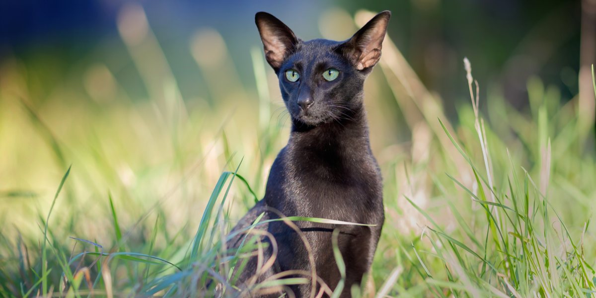 Sleek black Oriental Shorthair cat with its elegant build and captivating almond-shaped eyes, representing the breed's alluring and sophisticated presence.