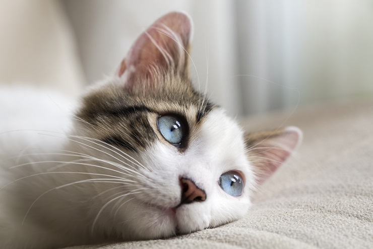 Cat Eyes Watering: Causes, Symptoms, & Treatment 