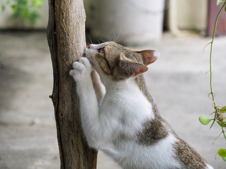 The image likely illustrates a cat displaying territorial behavior, possibly defending its territory against an intruder.