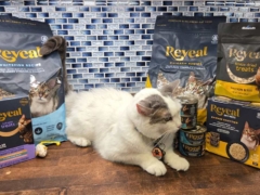 Reveal Cat Food products