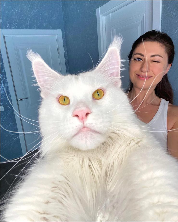 Kefir The Maine Coon Cat Has A Purrsonality As Big As Him