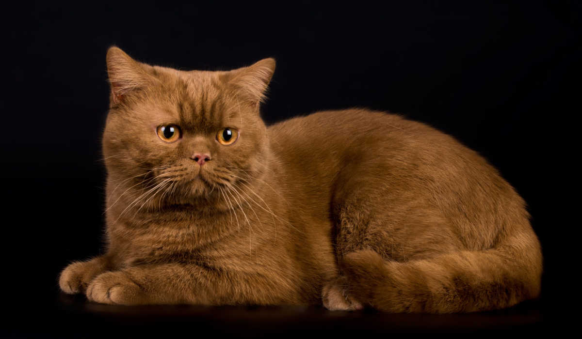 Cinnamon colored British Shorthair cat