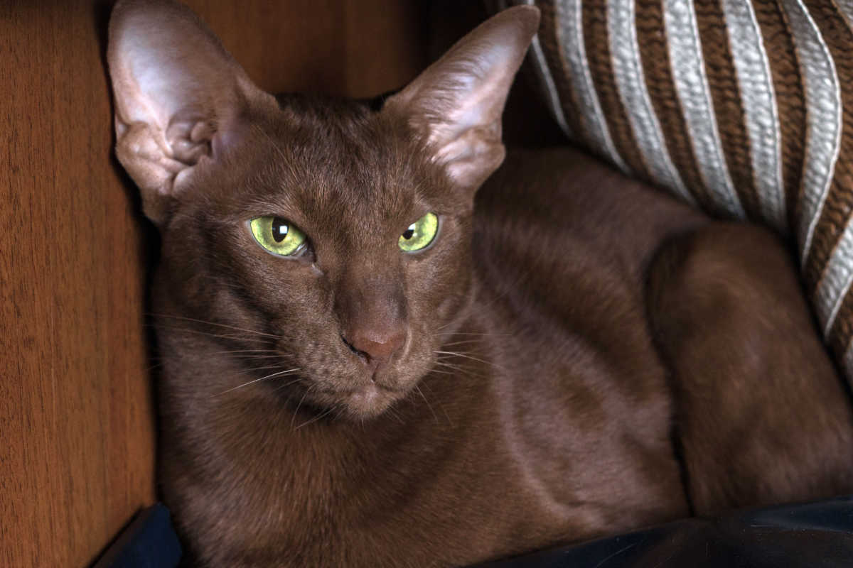 Chocolate brown Oriental Shorthair Cat