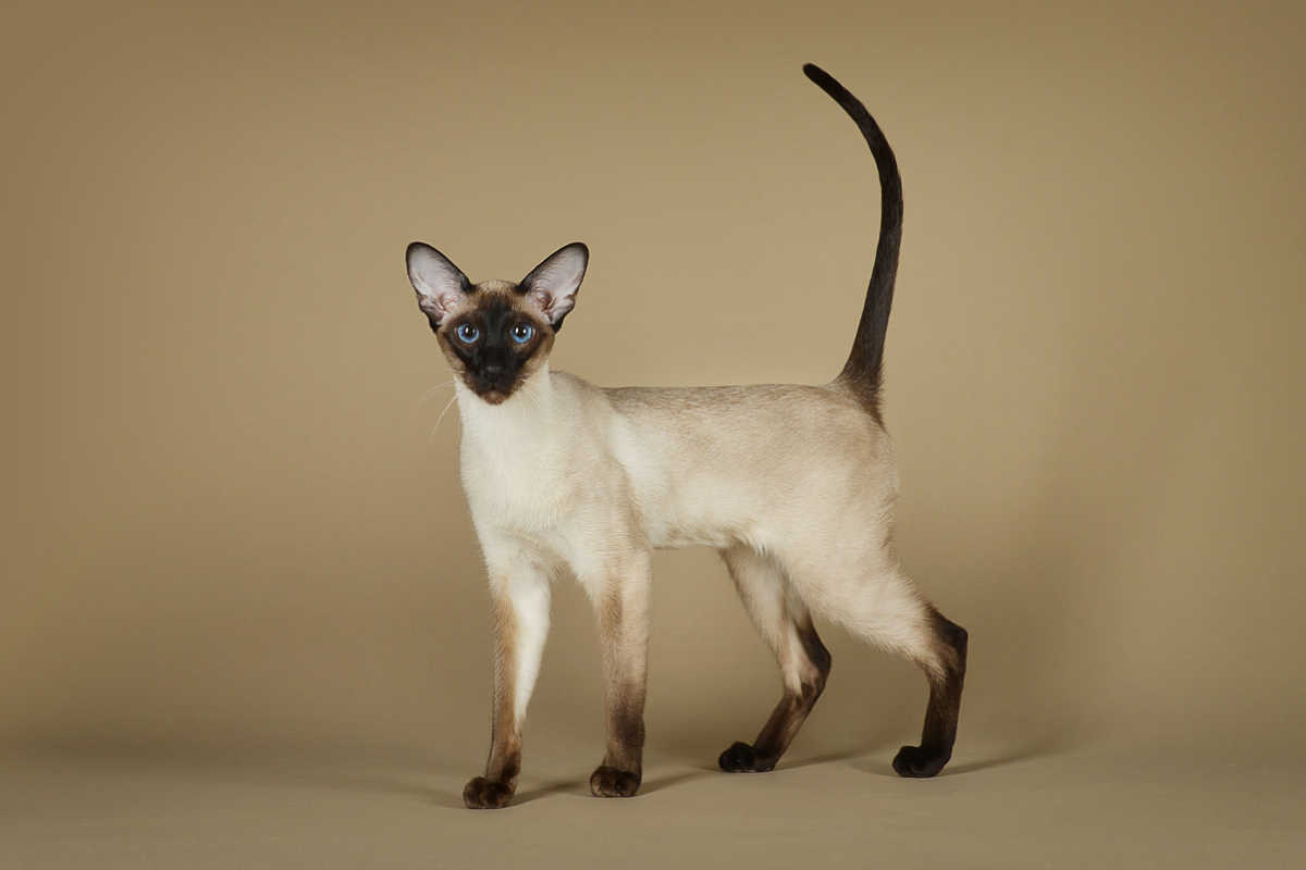 Seal-point Siamese cat