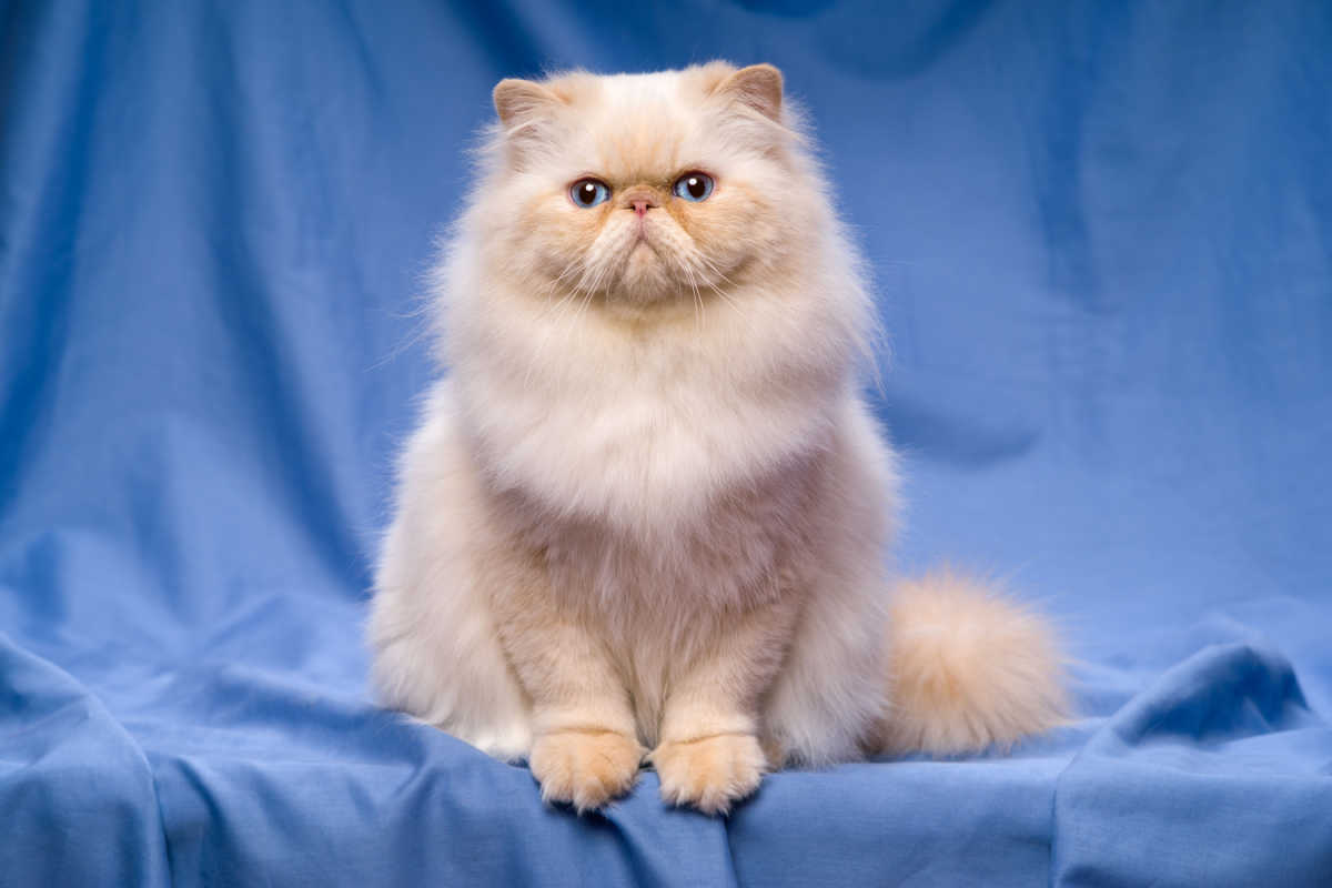 Cream Persian cat