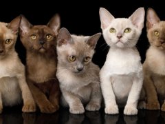 Group of Burmese kittens in brown (chocolate), blue, platinum (lilac) and cream