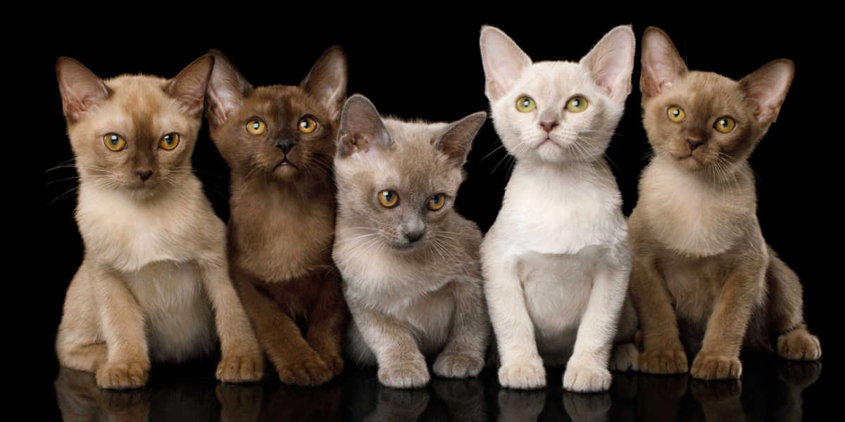 Group of Burmese kittens in brown (chocolate), blue, platinum (lilac) and cream