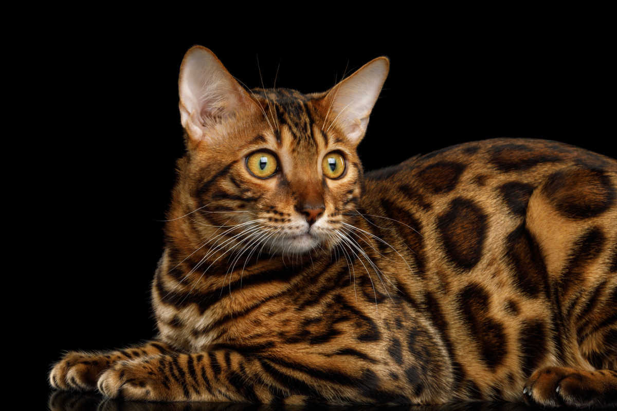 Bengal cat with rosette pattern