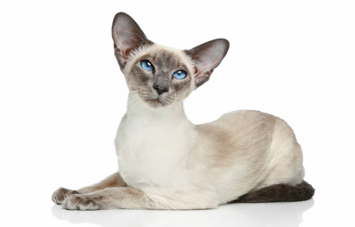 are Siamese cats hypoallergenic?