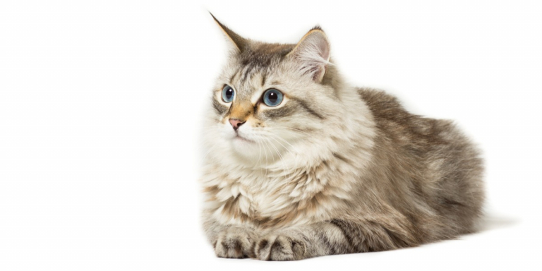 Siberian store cat temperament