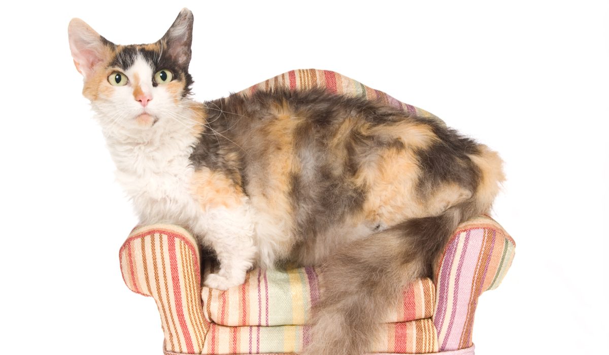 Image of a Skookum cat, known for its short legs and charming appearance, sitting in an adorable and captivating pose.