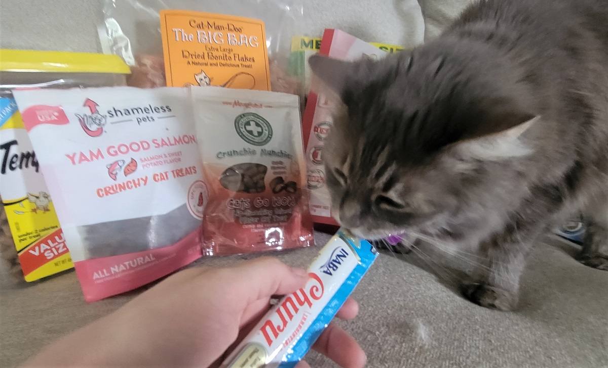 Kitten treats for outlet training