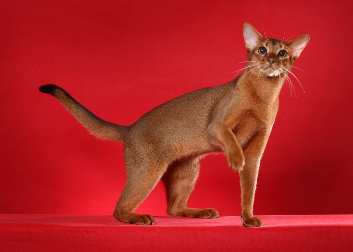 Abyssinian Cat curious looking