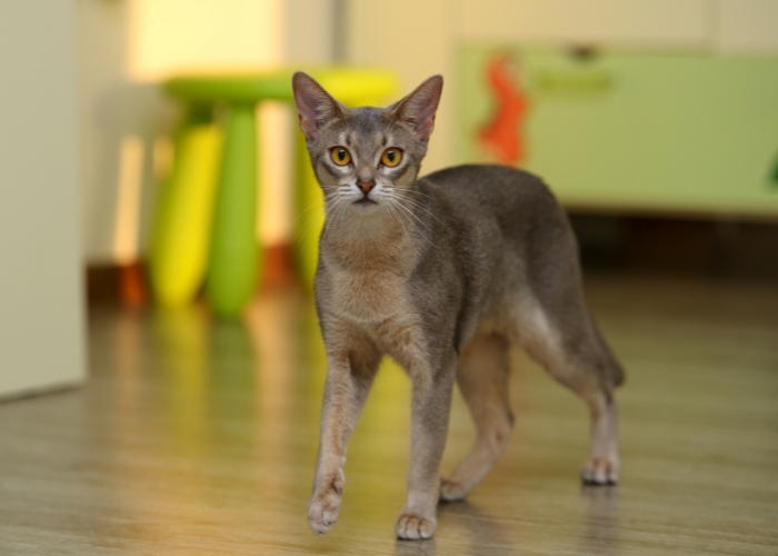 Striking image of an Abyssinian cat, showcasing its distinctive coat with ticked fur and captivating almond-shaped eyes.