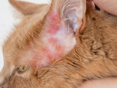 Image depicting the impact of bacterial infections in cats, illustrating the importance of recognizing and treating such infections promptly to safeguard feline health and overall well-being.
