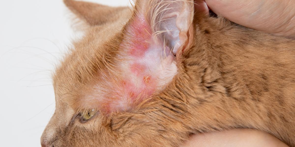 Bacterial Infections in Cats Causes Symptoms Treatment Cats