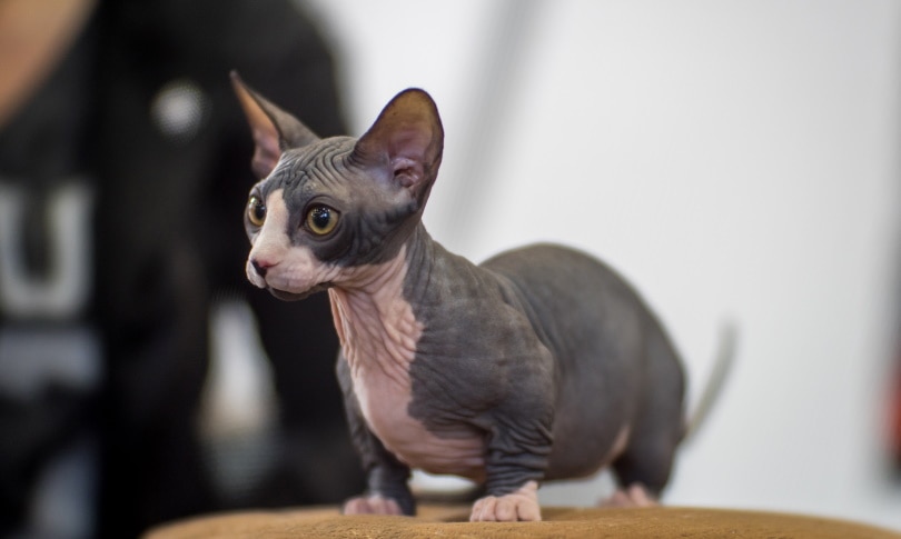 Image of a Bambino cat, a breed known for its hairlessness and short legs, sitting in an adorable and endearing pose.