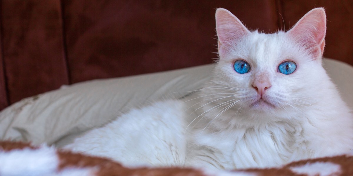 14 Beautiful White Cat Breeds With Pictures - Cats.com