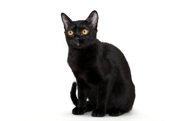 Sleek and captivating black Bombay cat, with its glossy coat and mesmerizing golden eyes, embodying the breed's enchanting and panther-like appearance.