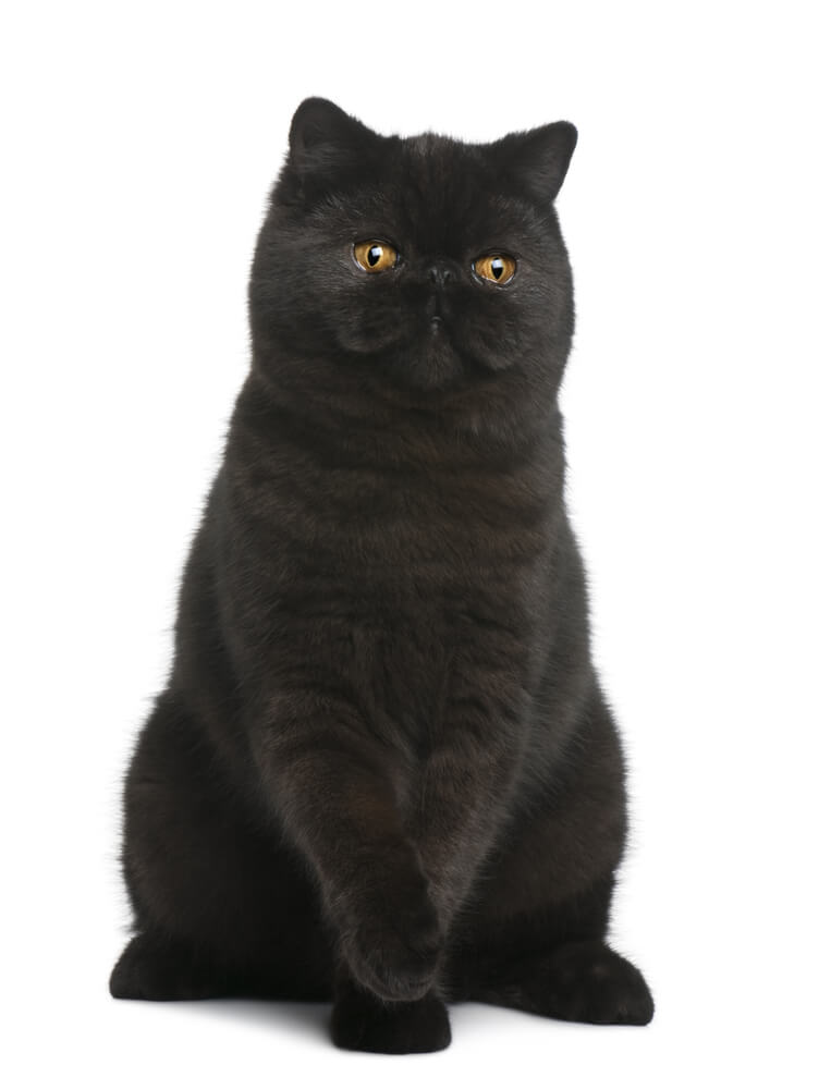 Exquisite black Exotic Shorthair cat with its plush coat and large round eyes, showcasing the breed's gentle and endearing demeanor, as well as its striking and adorable appearance