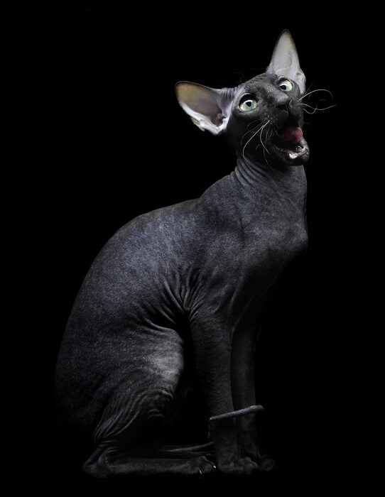 Unique black Sphynx cat with its hairless appearance and velvety skin, showcasing the breed's distinctive charm and affectionate nature.
