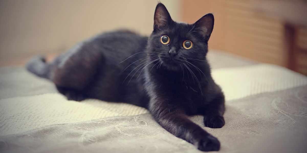 Mysterious black cat with an air of elegance, its glossy coat exuding an enigmatic charm 