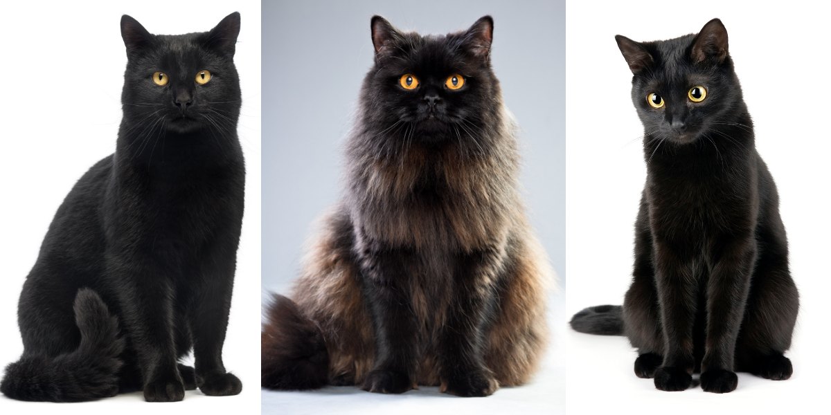 20 Black Cat Breeds