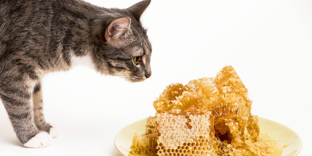 A cat curiously sniffing a plate of honey, exhibiting its inquisitive nature and exploration of scents
