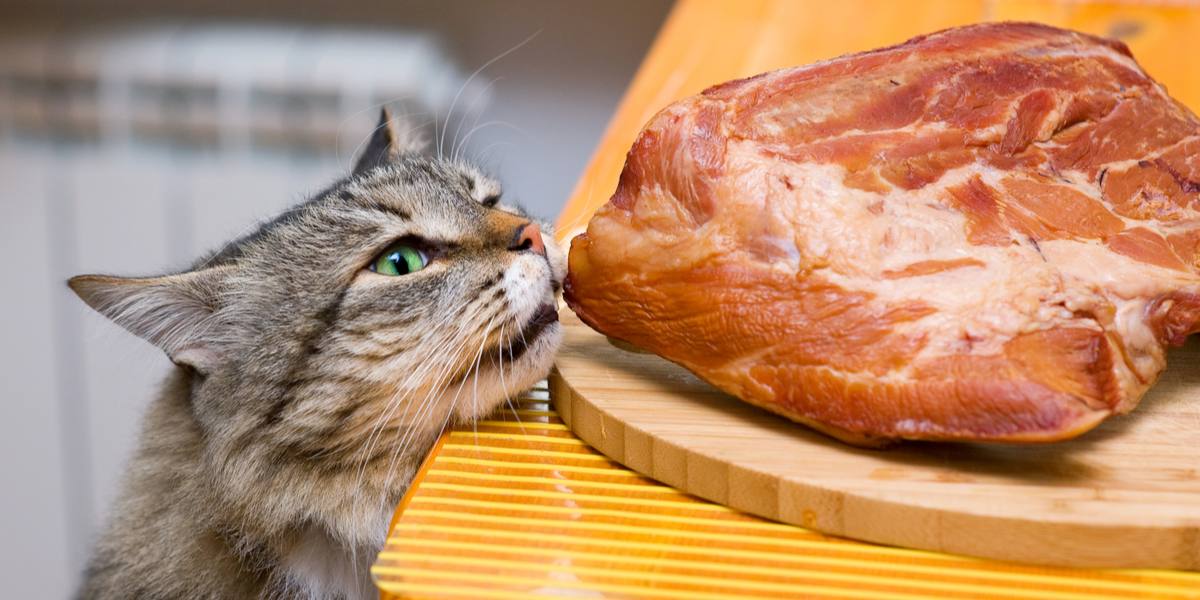 "Visual depiction addressing the question: 'Can cats eat pork?