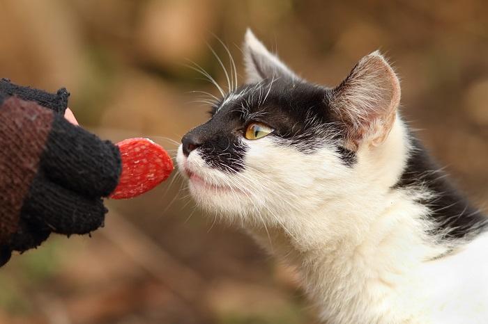 Curious cat encountering a slice of salami, prompting interest in unusual food items.