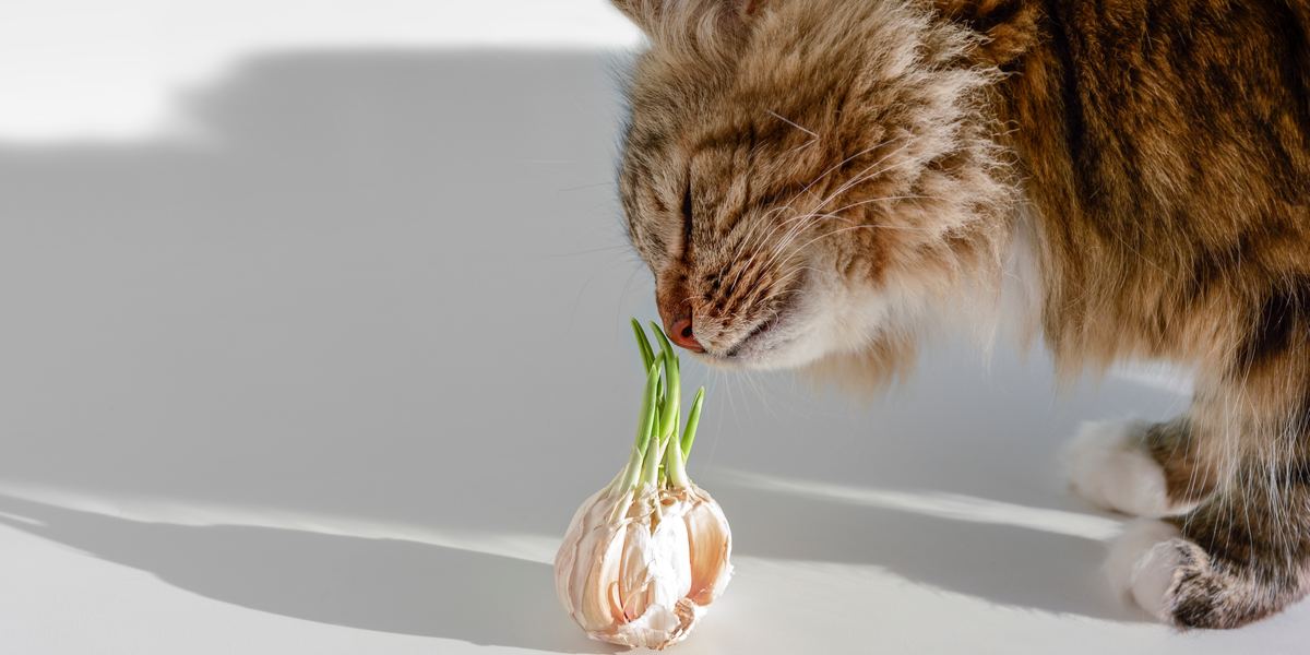 Image capturing a cat near garlic, drawing attention to the potential dangers of garlic for felines