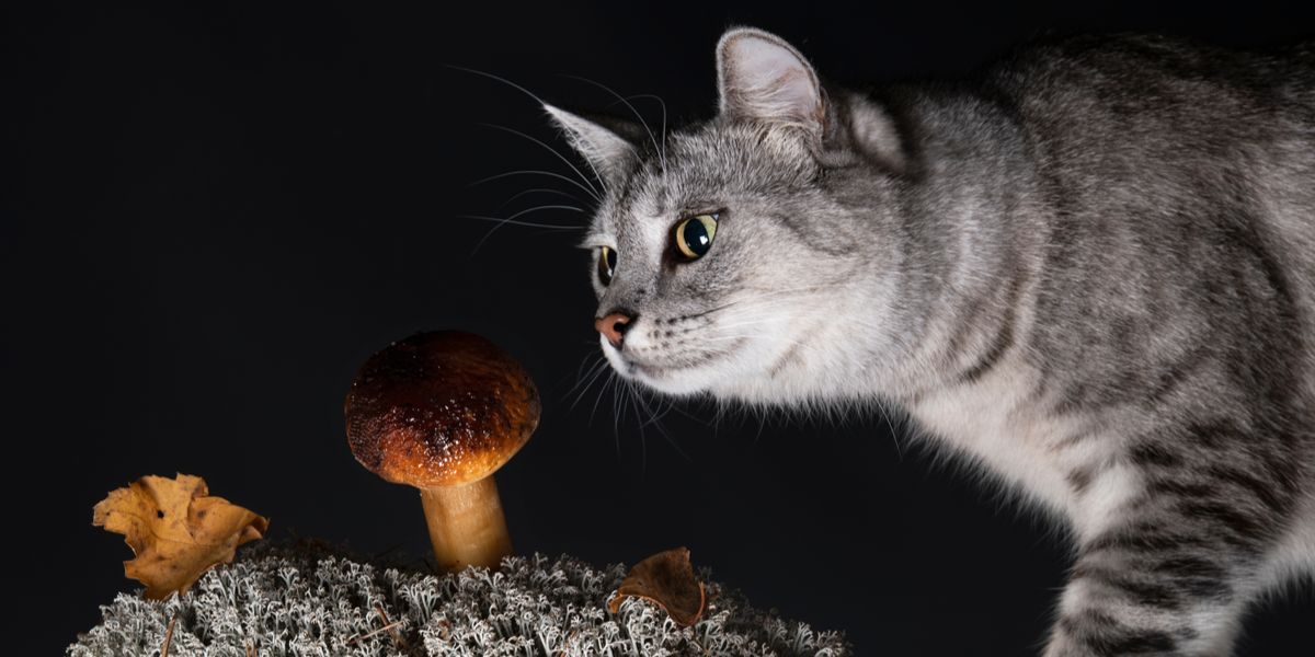 An image featuring a cat and a mushroom, raising concerns about the potential dangers of certain mushrooms to feline health