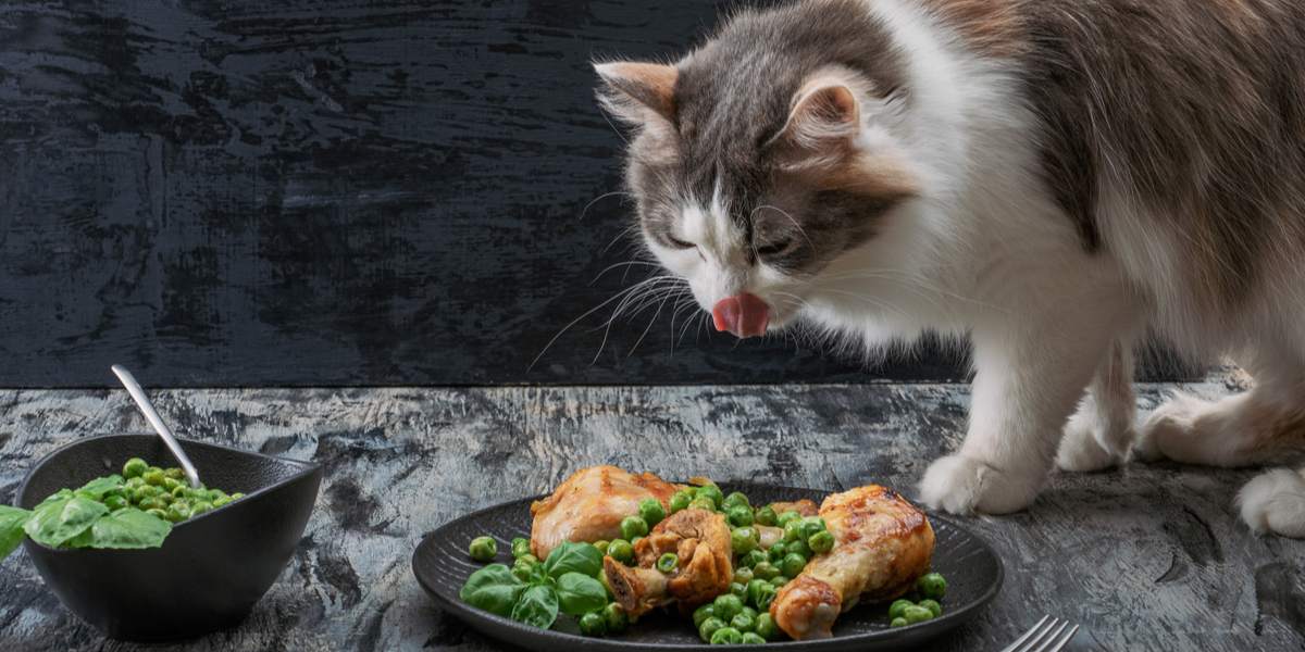 Can Cats Eat Turkey And Should They Cats