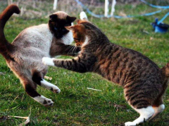 The image seems to depict a cat displaying signs of aggression or discomfort towards another cat.