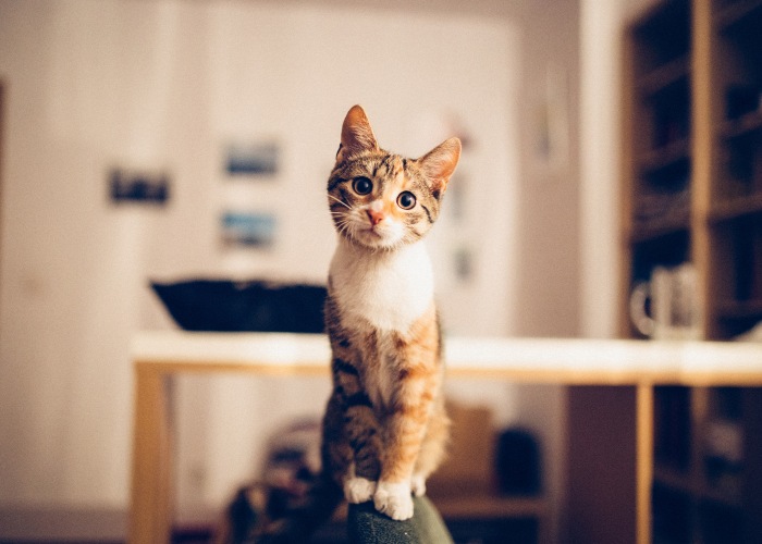 The image features a cat looking directly at the camera with focused eyes and an inquisitive expression. 