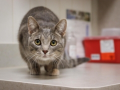 cat looking at the camera cat vet