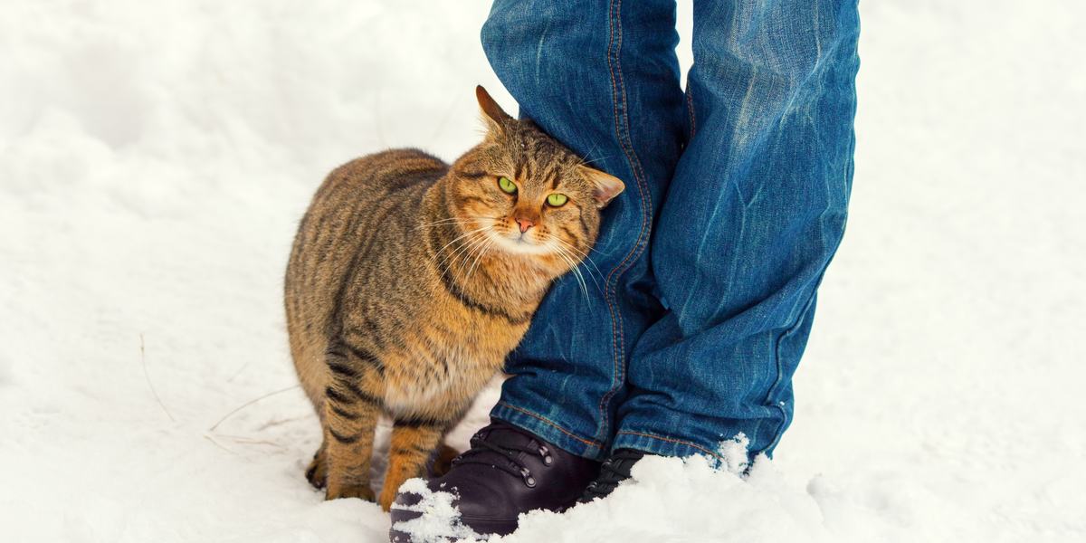 ¿Los gatos aman a sus dueños?