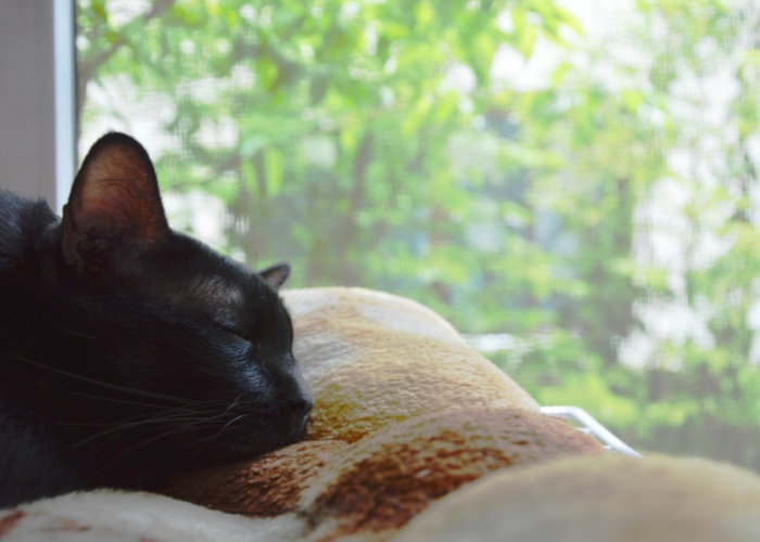 Picture of a contented cat peacefully napping near a window