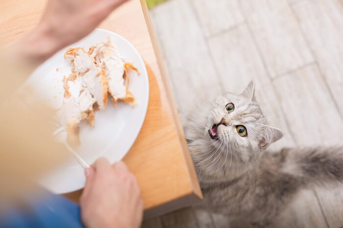 Content cat with a turkey leg, enjoying a flavorful feline feast.