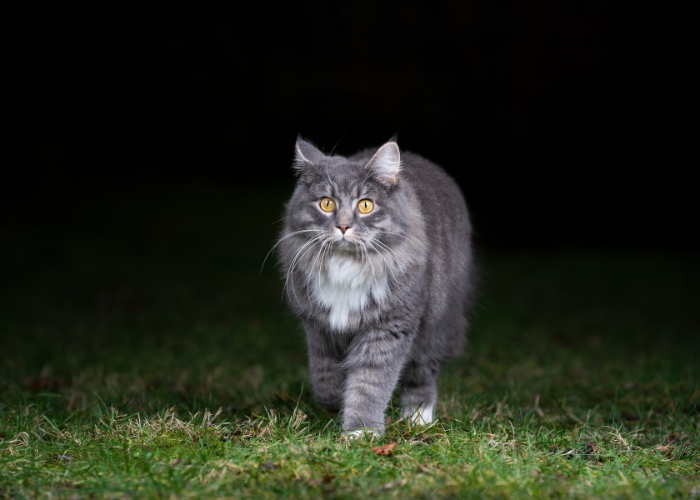 cat walking at night