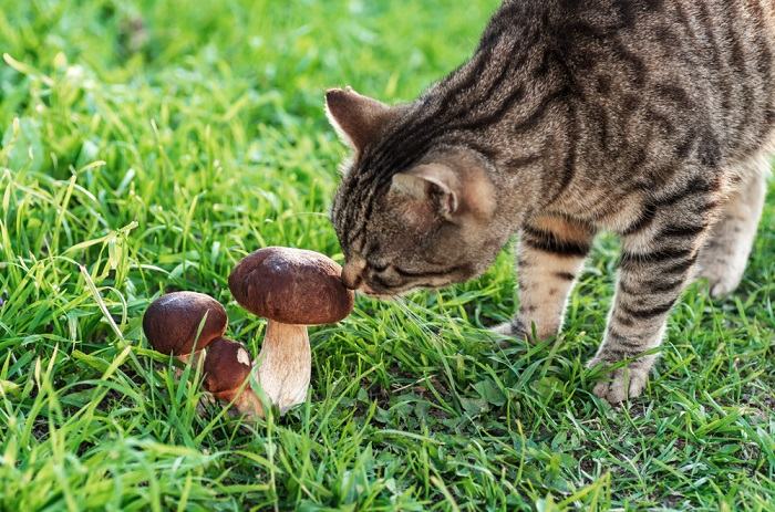 An image showing a cat near mushrooms, highlighting the importance of being cautious about the types of mushrooms present in a cat's environment