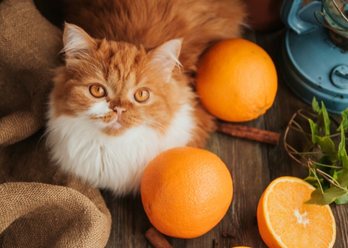 Cat surrounded by oranges, showcasing a curious interaction.