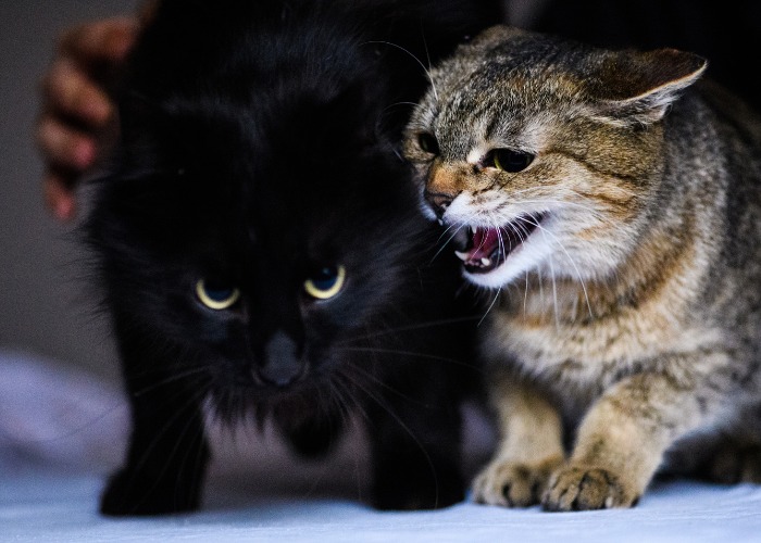 The image appears to show two cats displaying signs of anger or aggression towards each other.