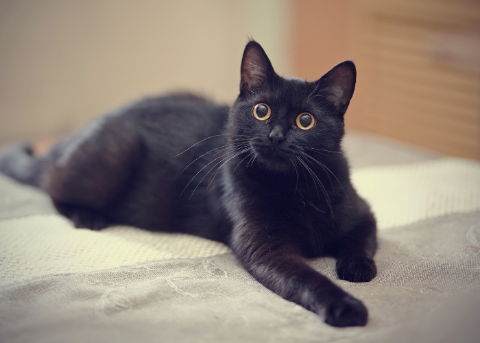 7 datos fascinantes sobre los gatos negros que probablemente no sabías