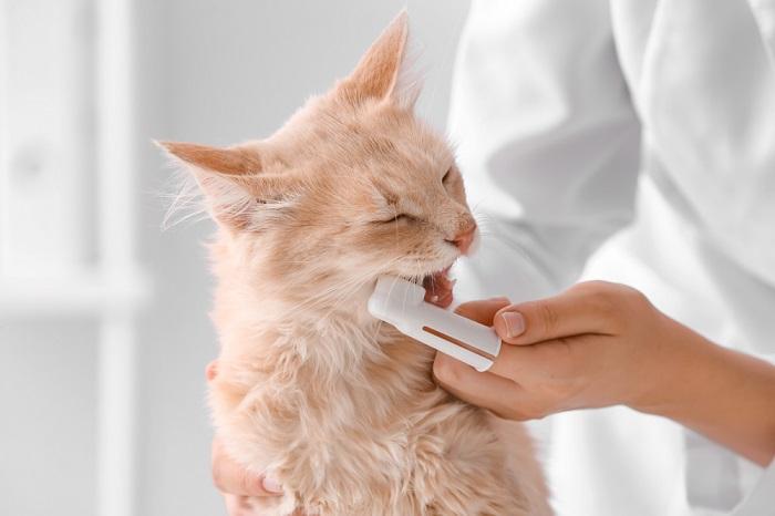 Person brushing cat's teeth with finger brush