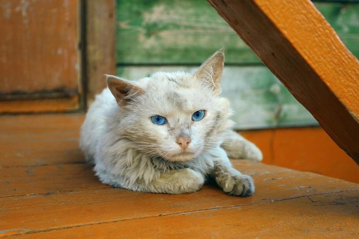 A white cat with blue eyes sitting on a wooden floor.