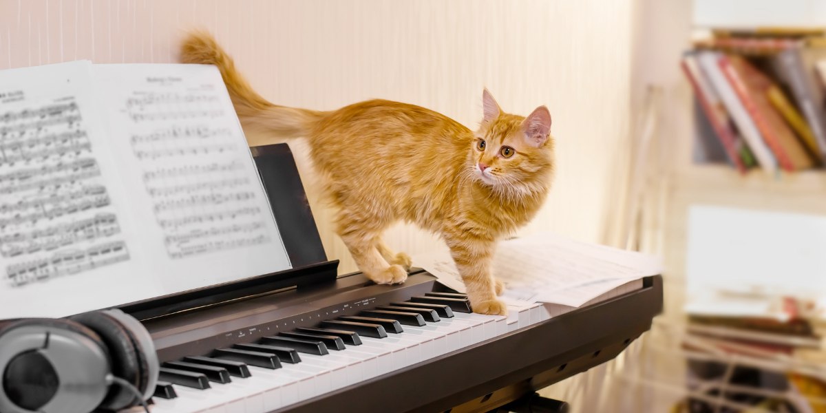 An image discussing whether cats like music.